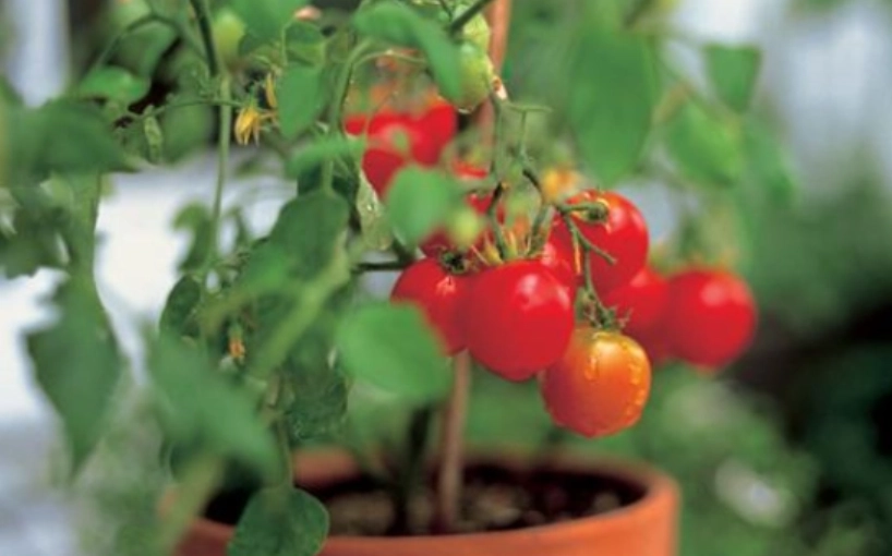 陽台番茄種植