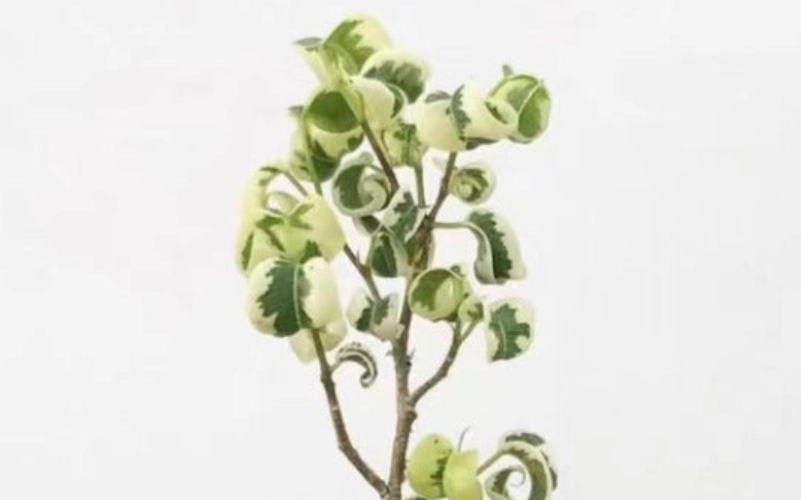 榕樹葉子捲起來