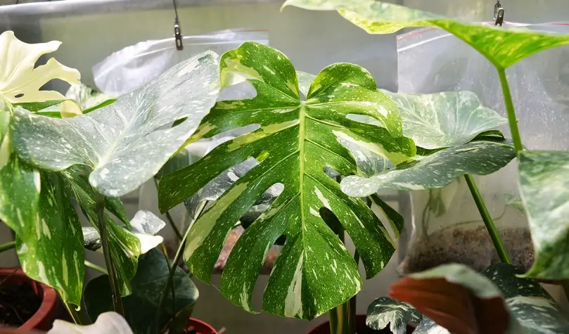 龜背竹葉子不開洞