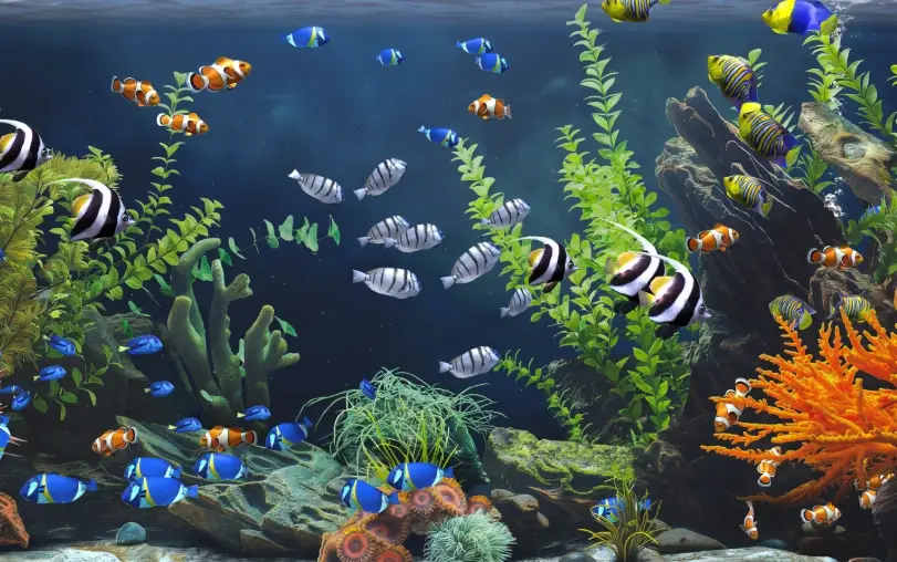 夢見水族缸 意思