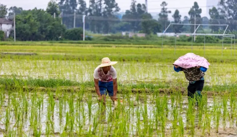 水稻種植