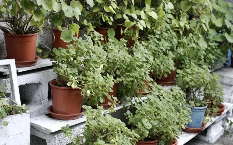 陽台香草植物
