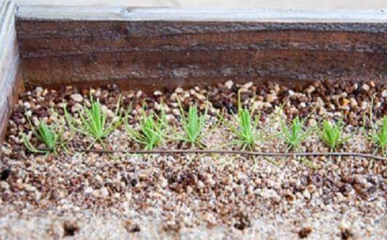 黑松 盆栽 入門