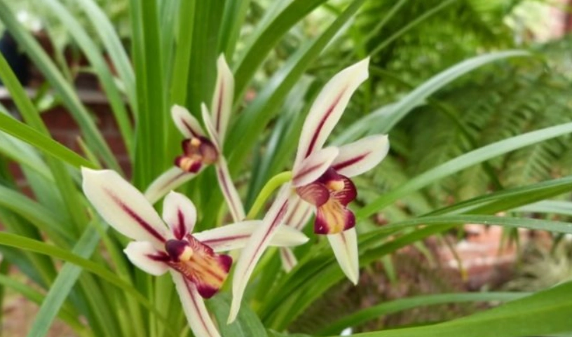 蘭花開花期照顧