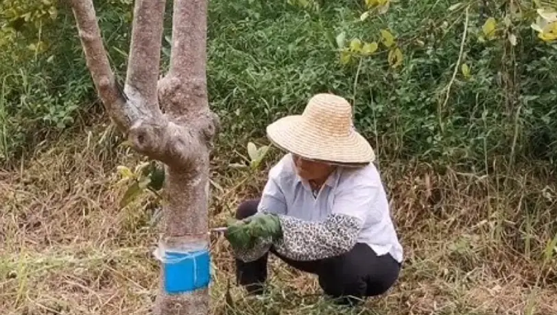 龍眼嫁接方法