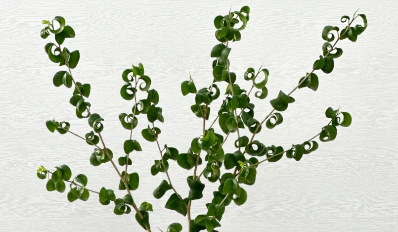 榕樹葉子捲起來