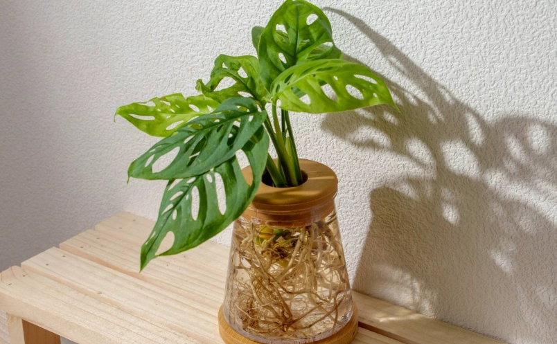 龜背芋水耕方法