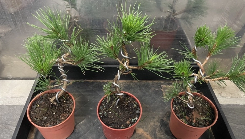 黑松 照顧 方法