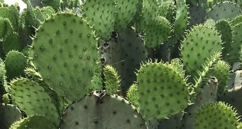 仙人掌萃取物 減肥