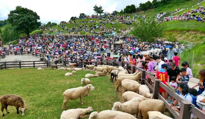 清境農場綿羊秀