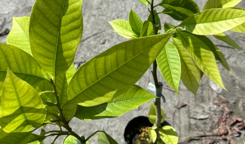 玉蘭花葉子煮水功效