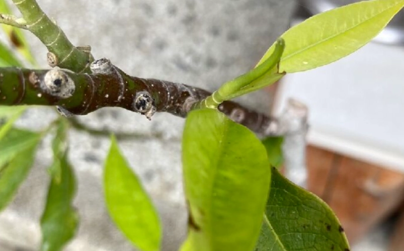 玉蘭花葉子煮水禁忌