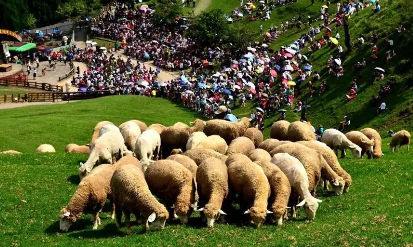 清境農場綿羊秀