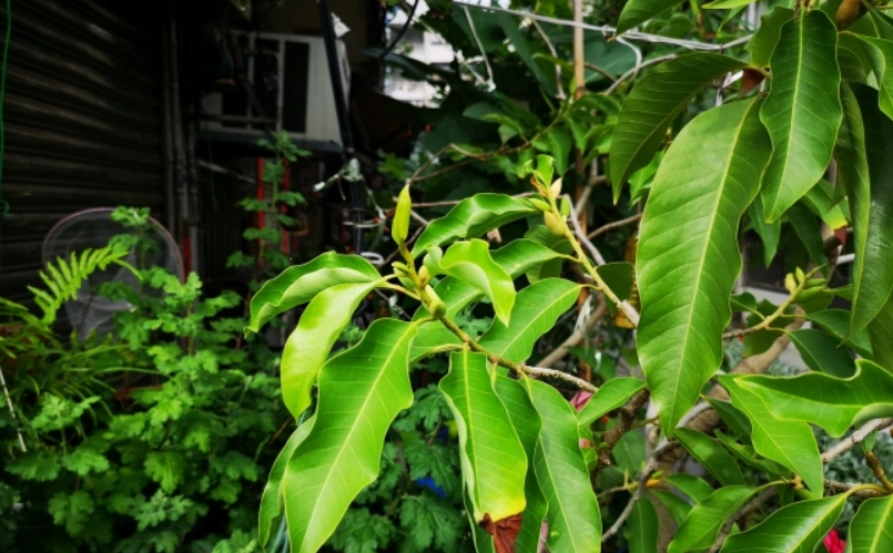 玉蘭花葉子煮水功效