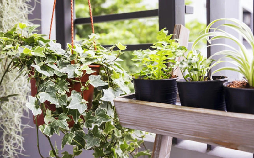 淨化空氣植物推薦