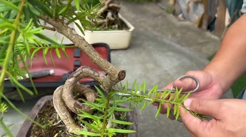 植物修剪方法