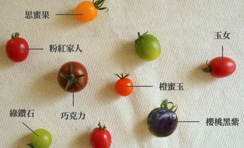 小番茄品種