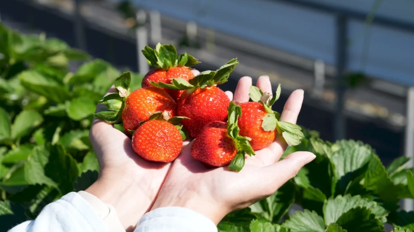 草莓挑選技巧