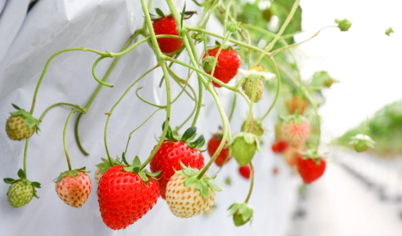 南部採草莓推薦