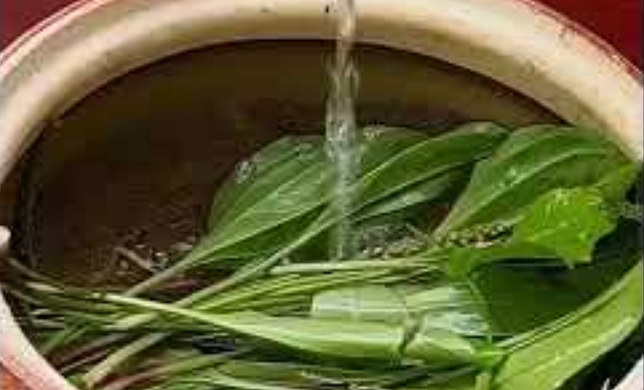 玉蘭花葉子煮水做法