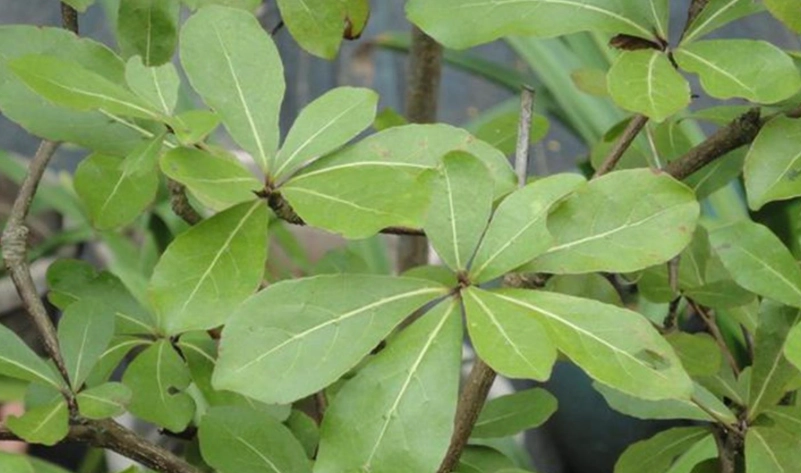 斑葉小葉欖仁 照顧