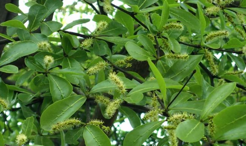 斑葉小葉欖仁 落葉