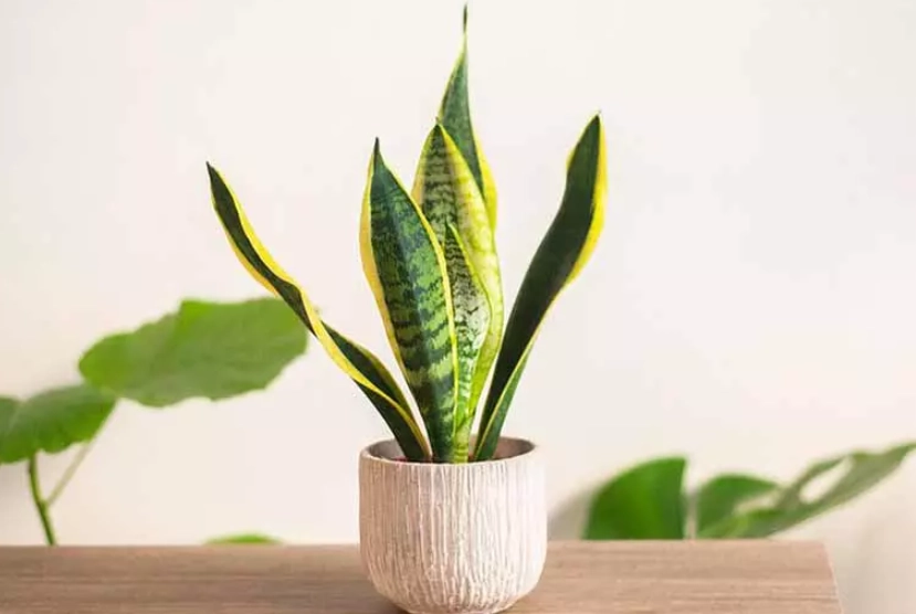 虎尾蘭介質配方