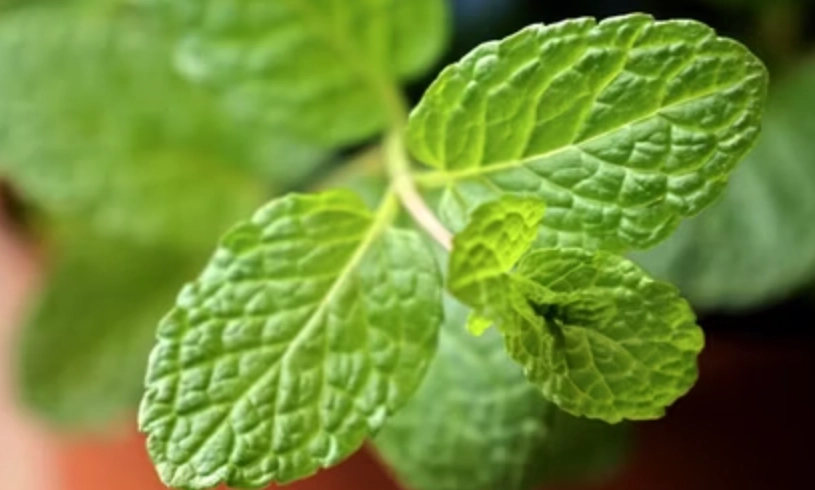 薄荷葉子下垂怎麼辦？完整原因分析與拯救步驟大公開