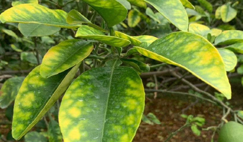 柑橘病蟲害防治 柑橘病蟲害防治