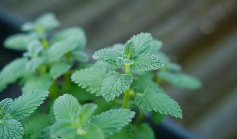 薄荷葉子下垂原因