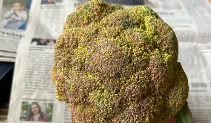 花椰菜保存方法