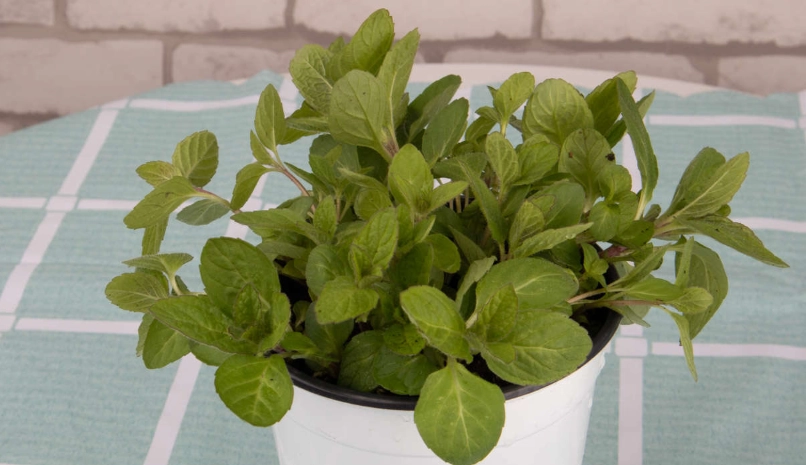 薄荷盆栽養護