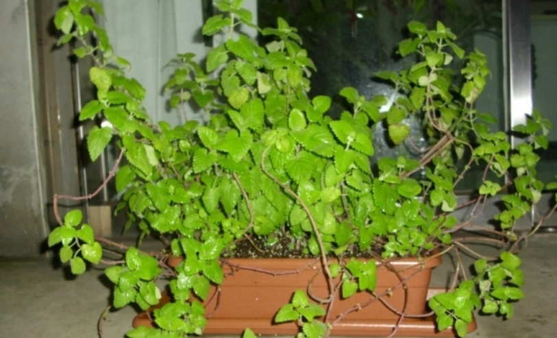 薄荷葉子下垂解決