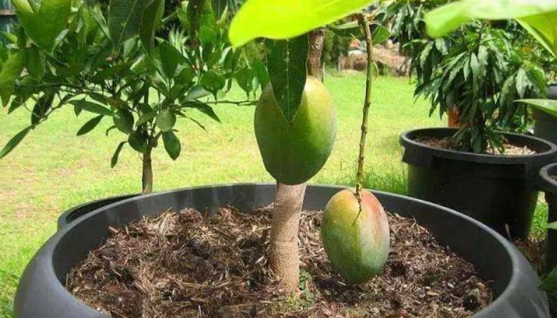 芒果盆栽結果