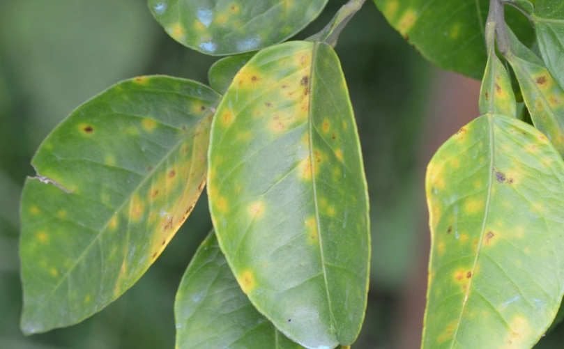 台灣柑橘栽培 台灣柑橘栽培