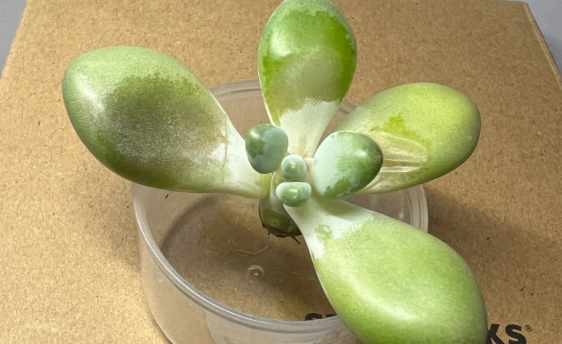 多肉澆水頻率 多肉澆水頻率