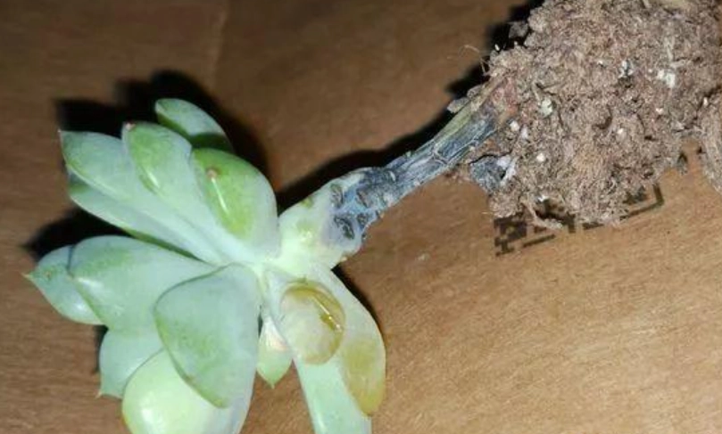 多肉爛根 多肉爛根