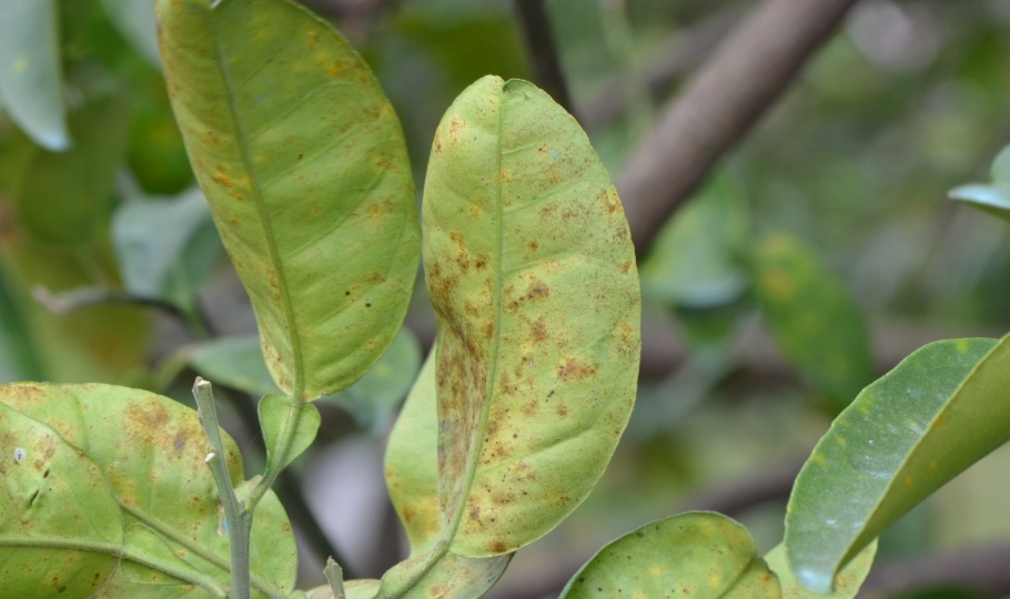 柑橘病蟲害防治 柑橘病蟲害防治