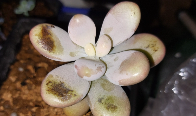 多肉植物爛掉急救 多肉植物爛掉急救