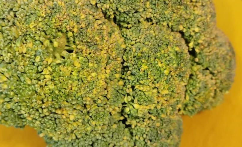 花椰菜變黃原因