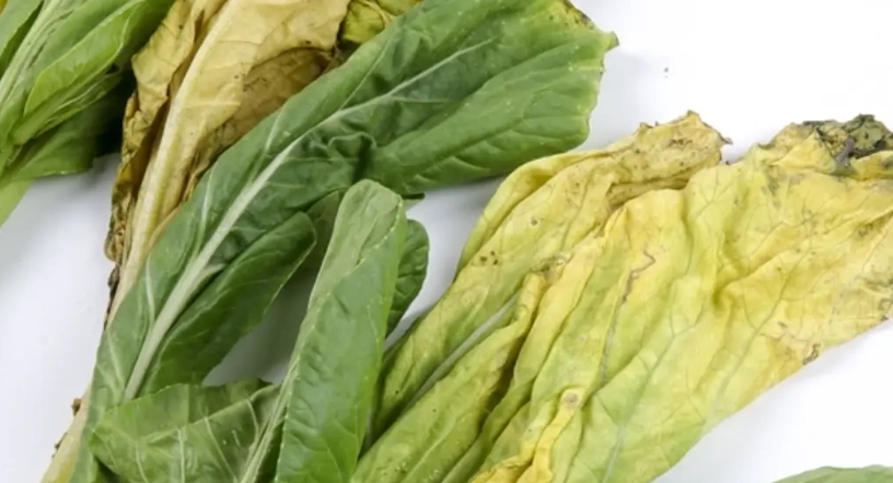 蔬菜變黃可以吃嗎