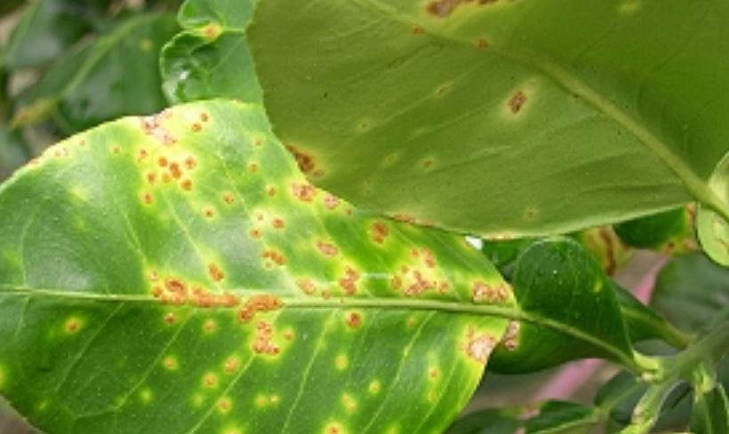 台灣柑橘栽培 台灣柑橘栽培