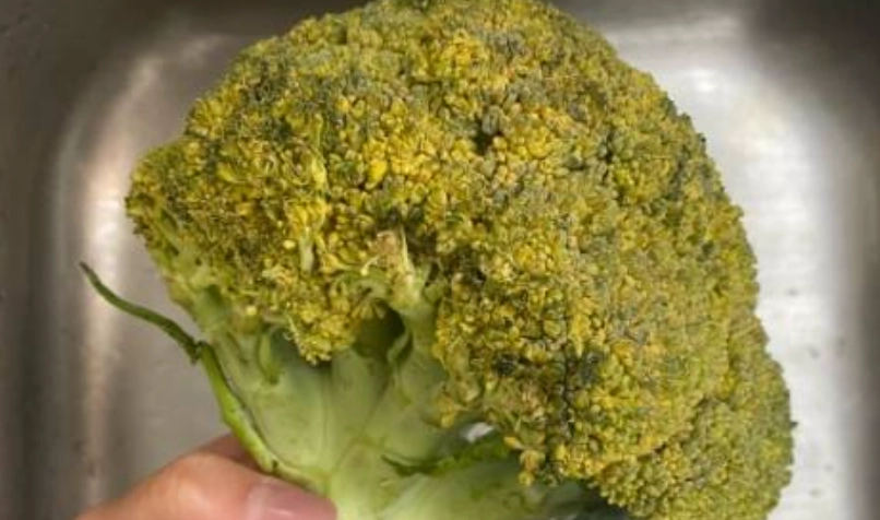 花椰菜變黃怎麼辦