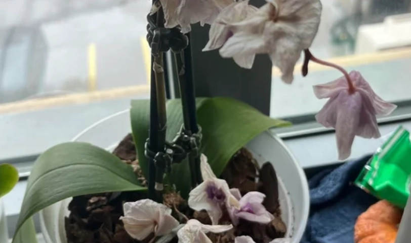 蝴蝶蘭花謝後修剪 蝴蝶蘭花謝後修剪