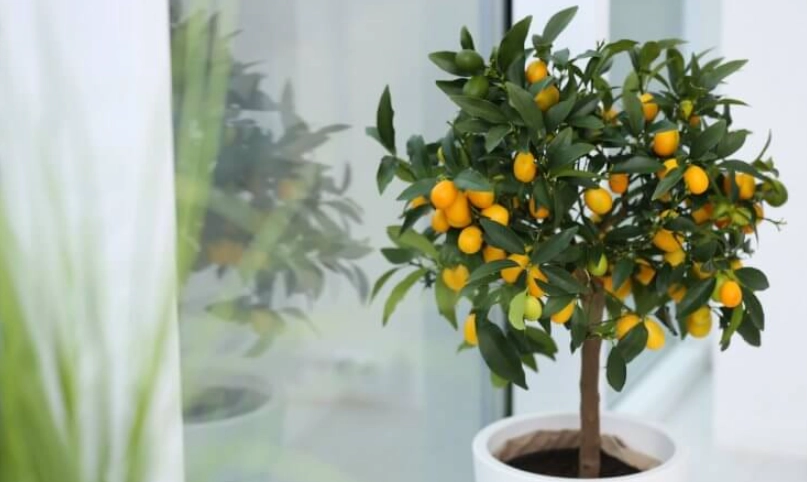 金桔種植 金桔種植