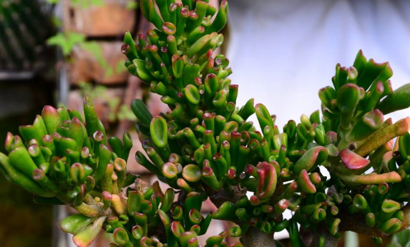 景天屬 多肉植物 照顧 景天屬 多肉植物 照顧