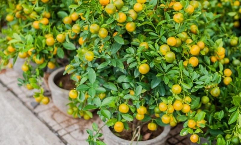 室內植物 葉子發黃