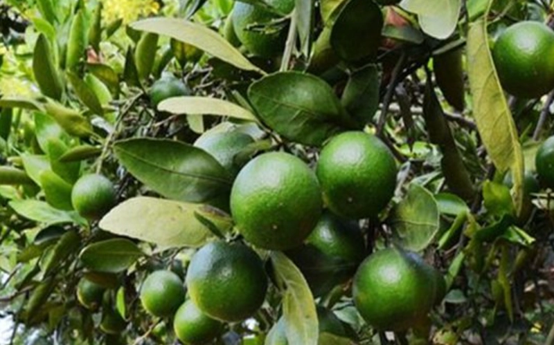 柑橘沙皮病防治