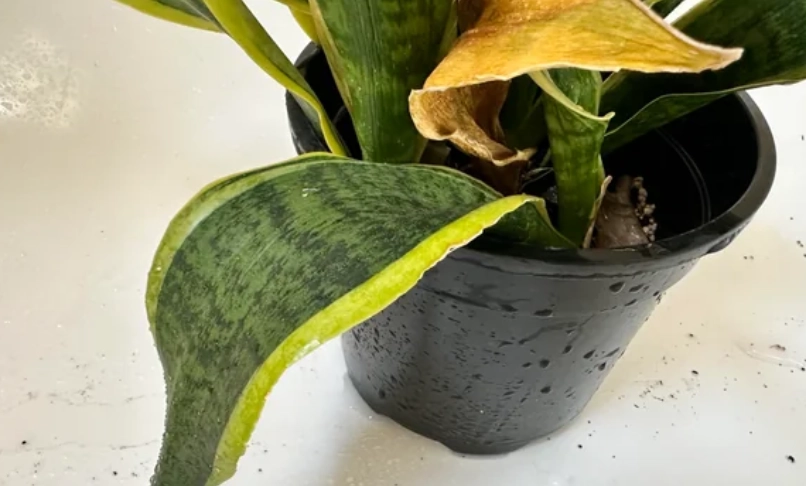 虎尾蘭葉子變黃原因