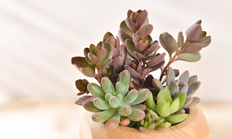 景天屬 多肉植物 照顧 景天屬 多肉植物 照顧